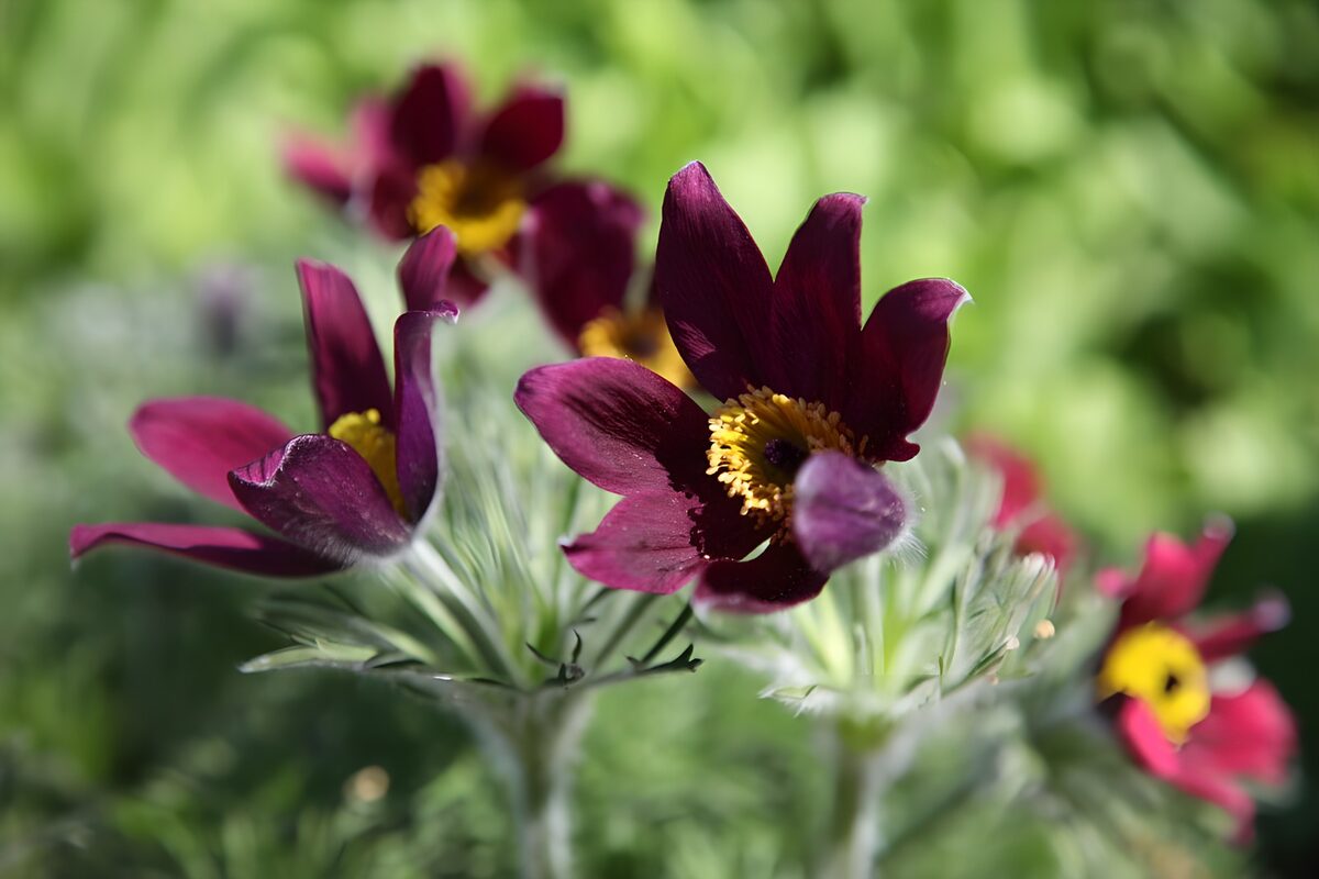 Sunlit purple pasque flowers