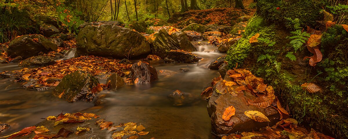 Autumn stream between mossy banks