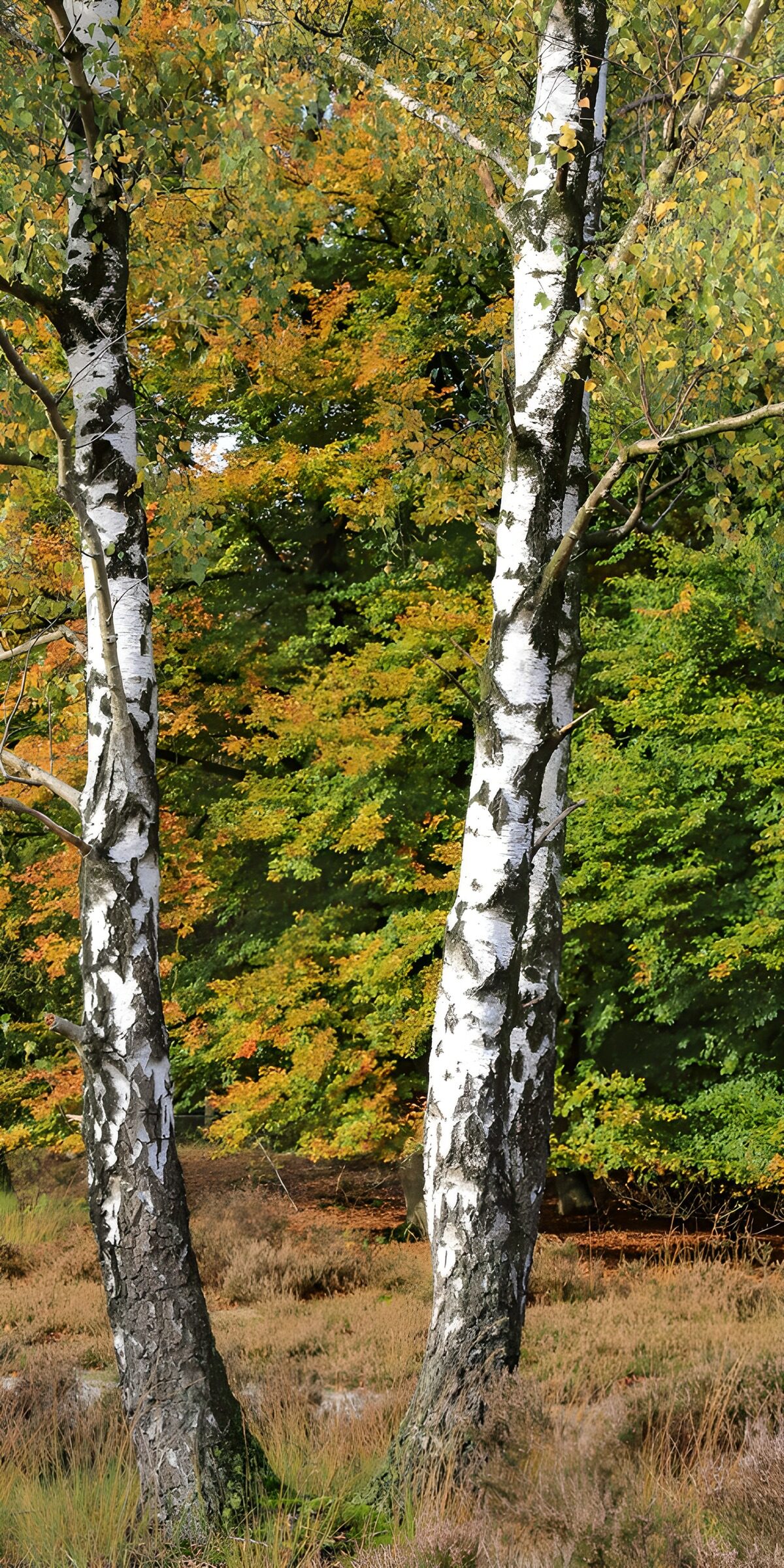 Two birch trunks in warm autumn light