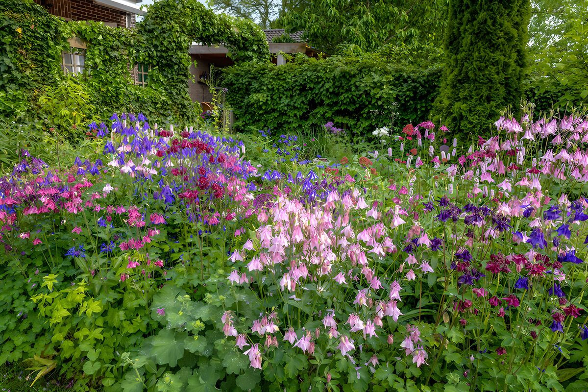Pink and purple columbines in full bloom