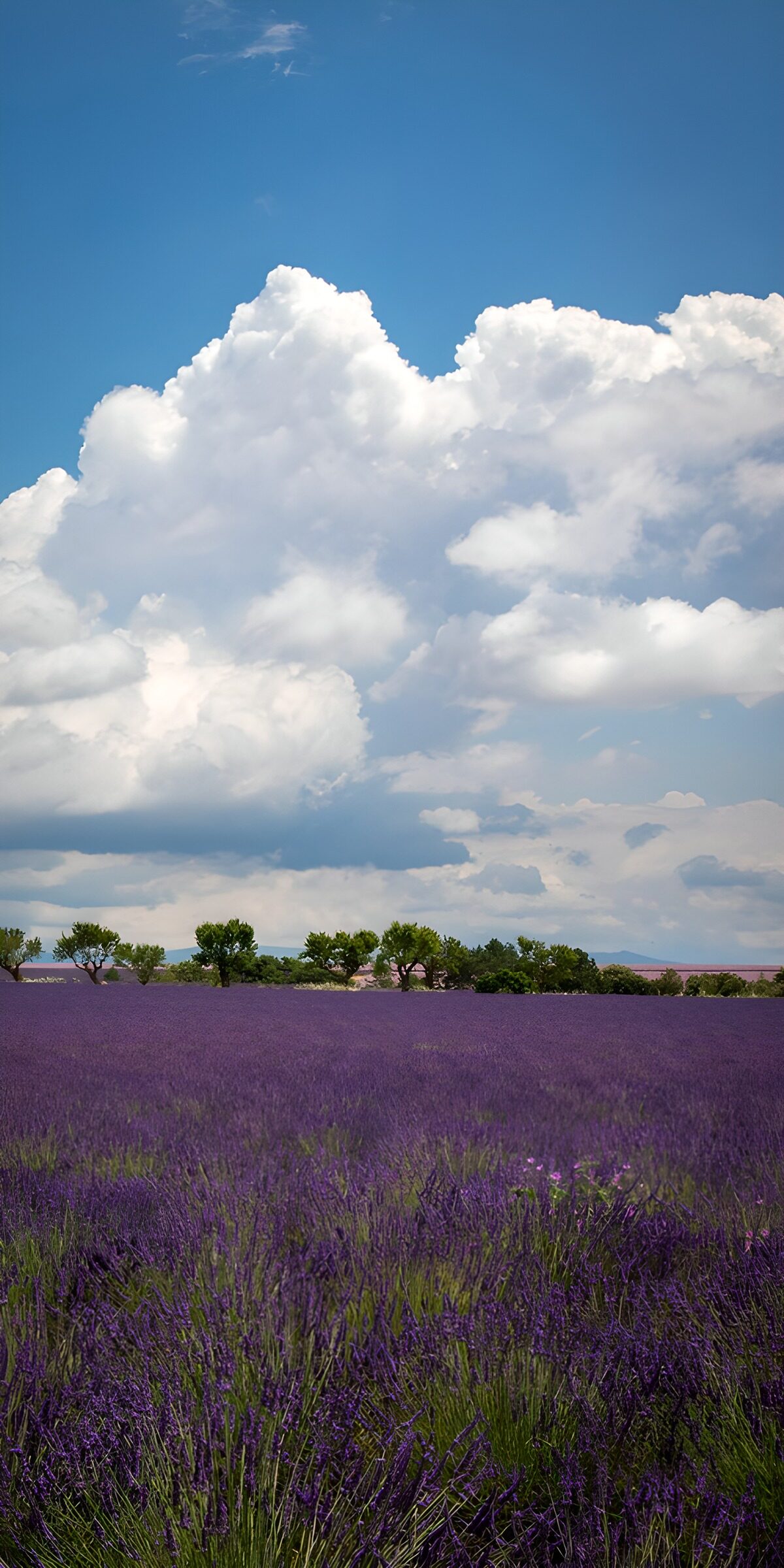 Lavender field under towering clouds