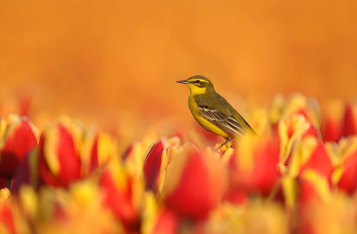 Yellow wagtail among red and yellow tulips