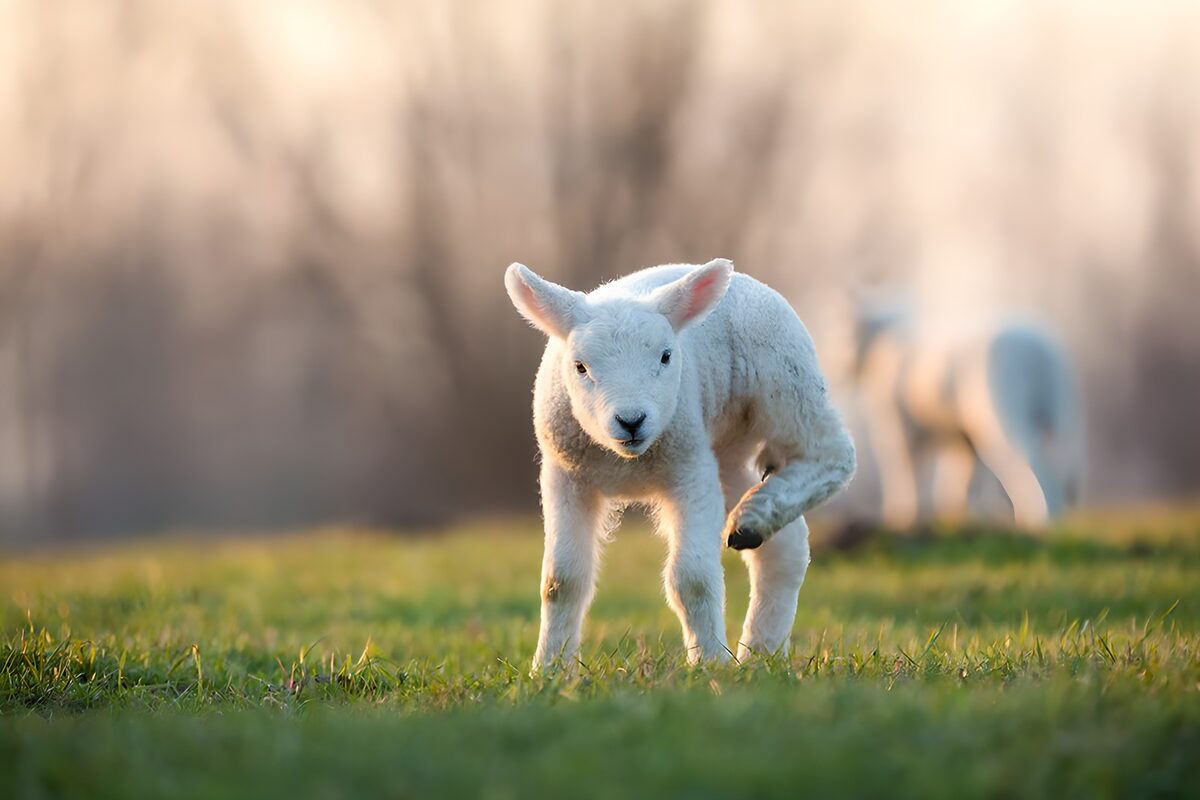 White lamb in softly sunlit grass