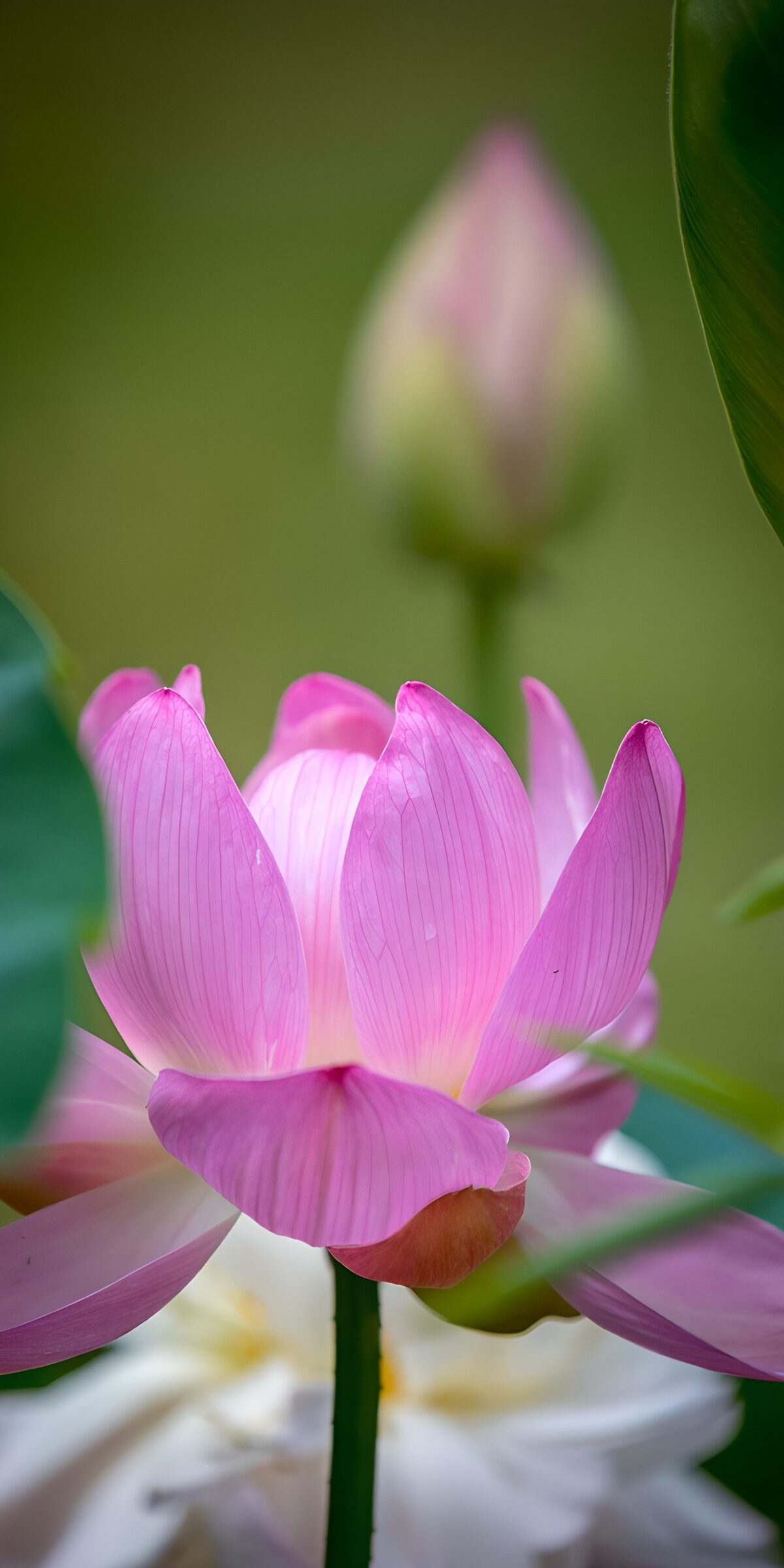Pink lotus against a soft green blur