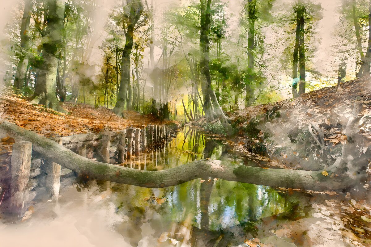 Fallen trunk over a sunlit woodland stream