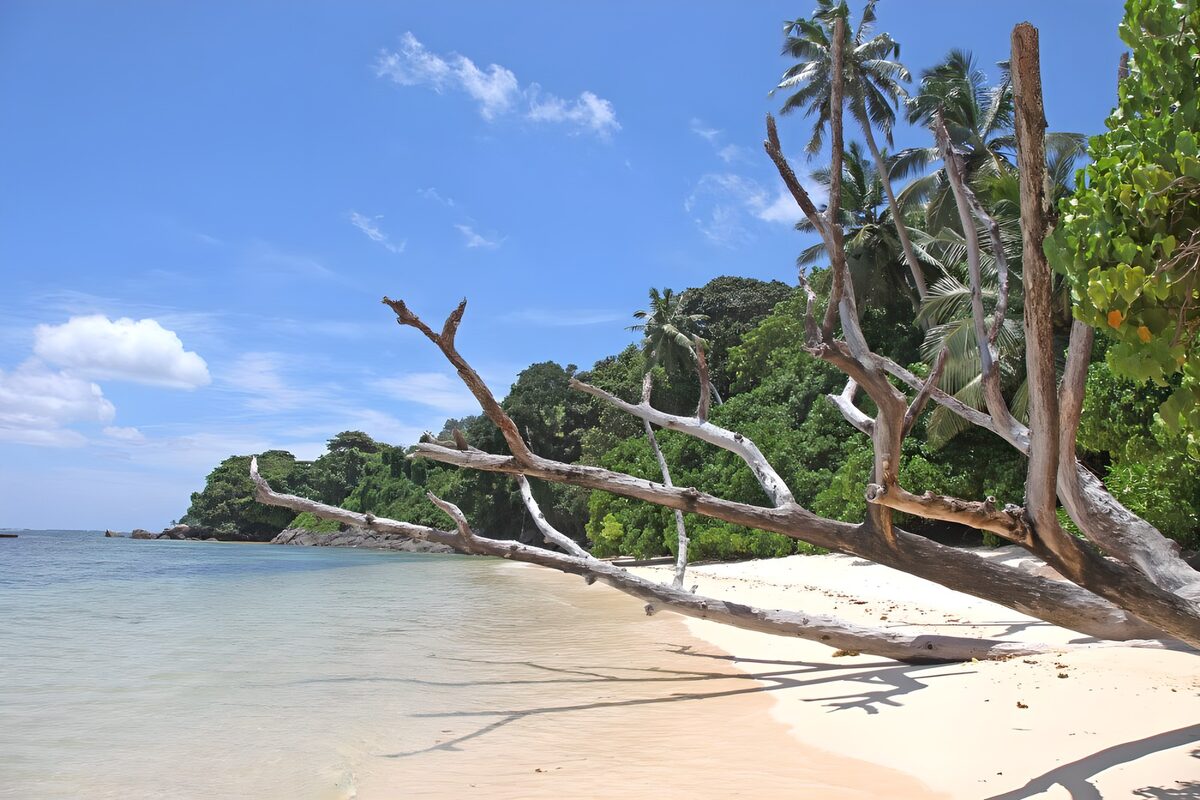 Fallen tree on a sunlit tropical beach