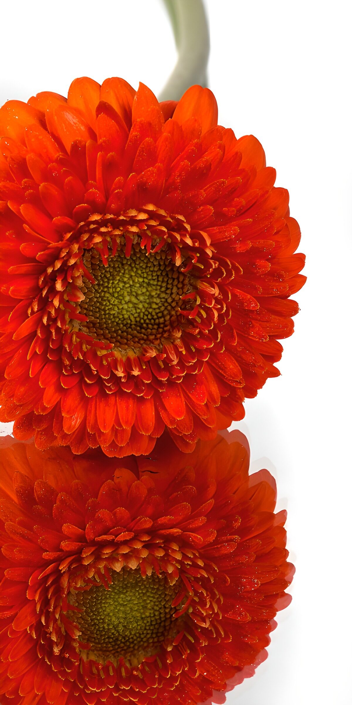Orange gerbera and its bright reflection