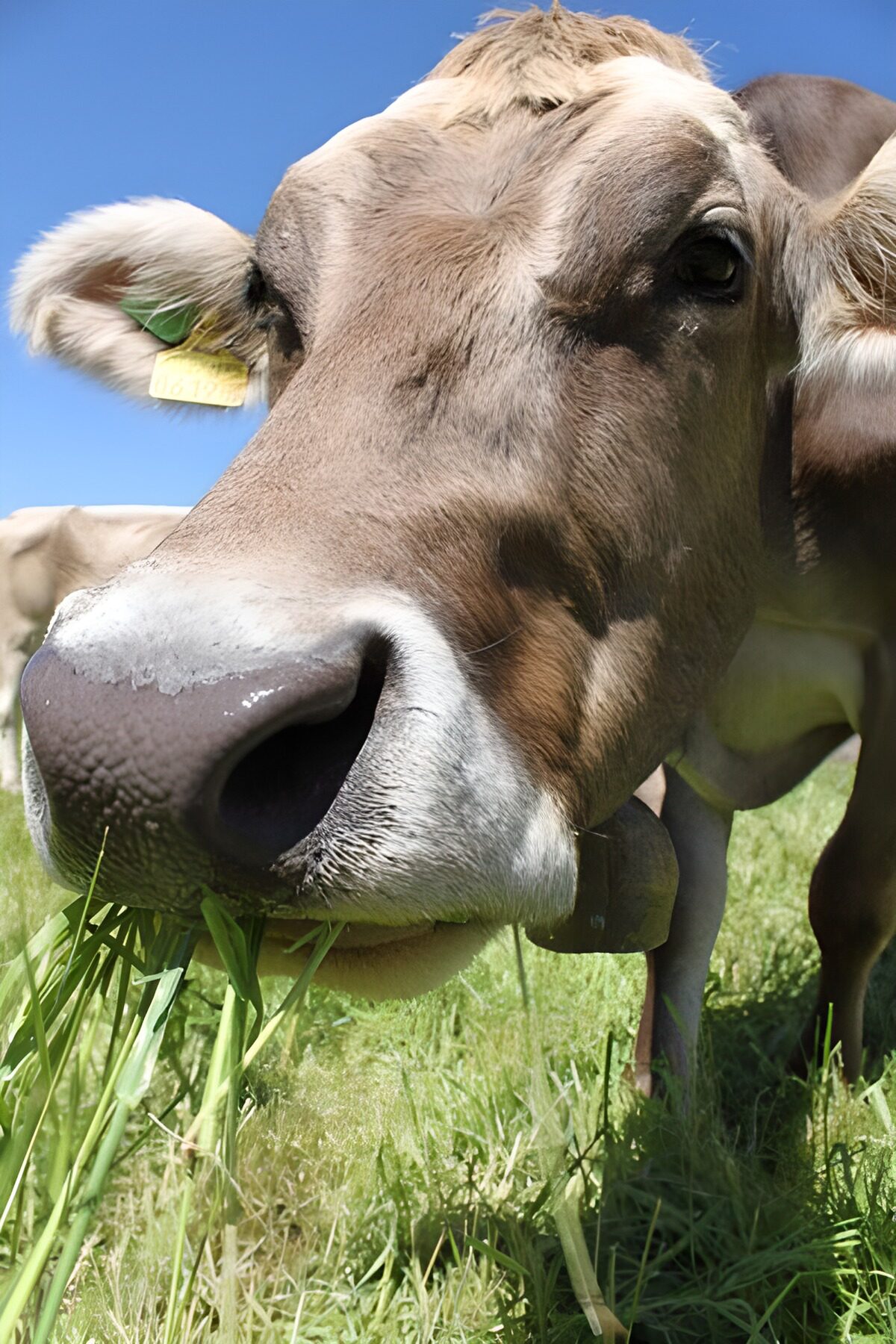 A grazing cow in the sunshine