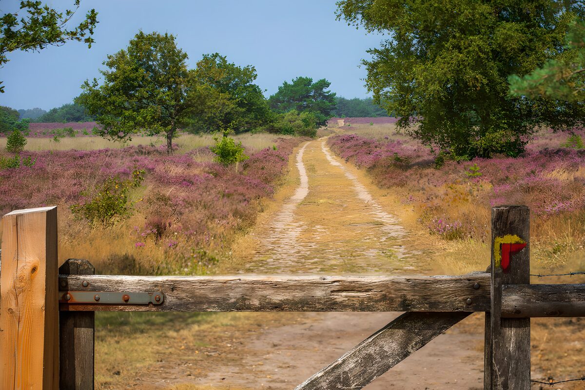 Wooden gate to a sunlit purple heath