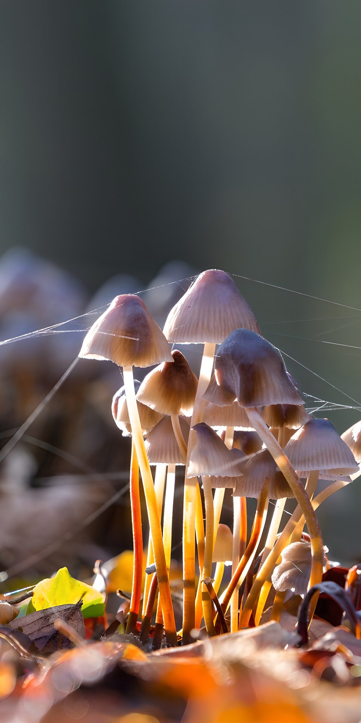 Backlit mushrooms among autumn leaves