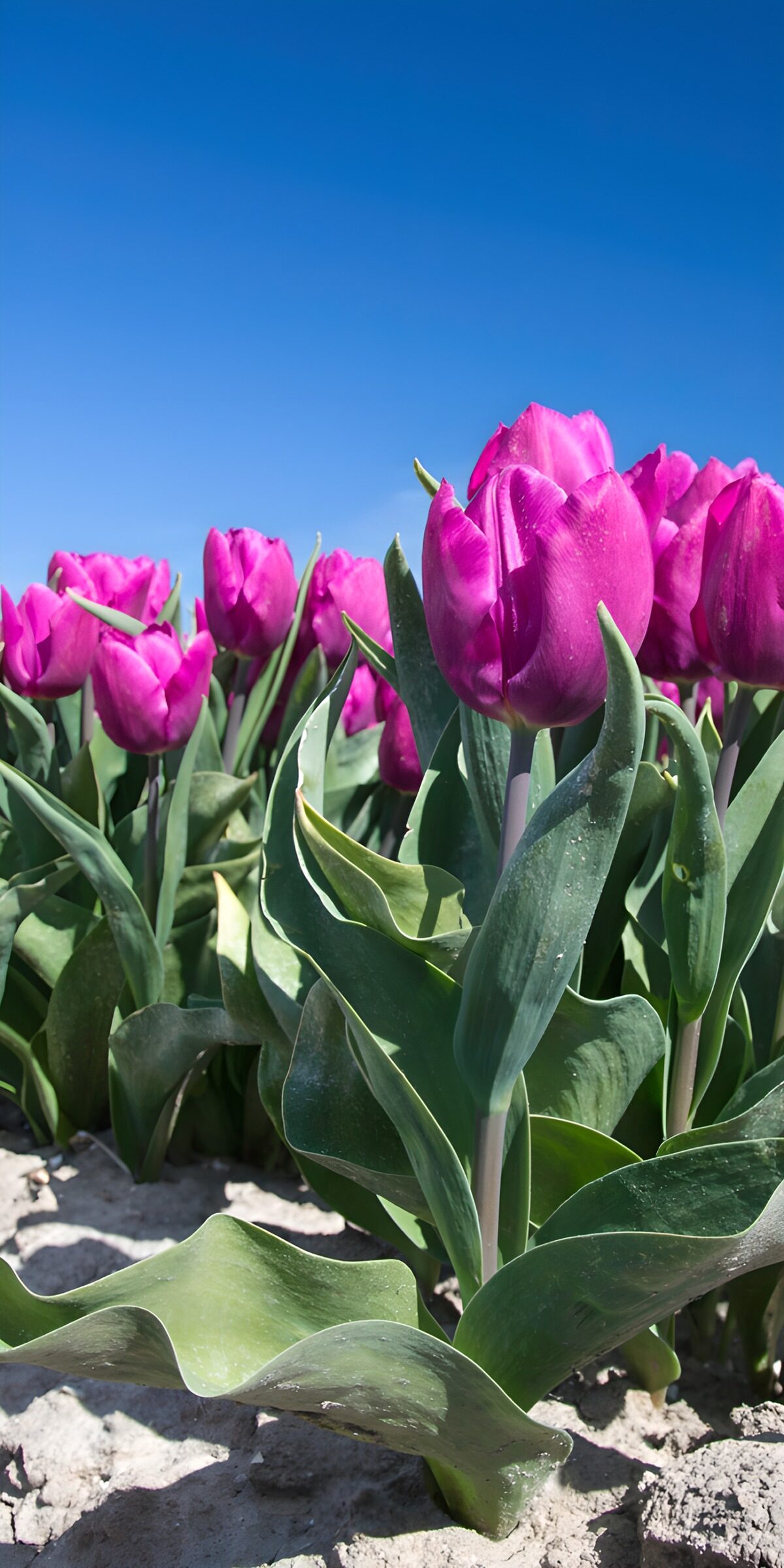 Pink and purple tulips in the sunshine