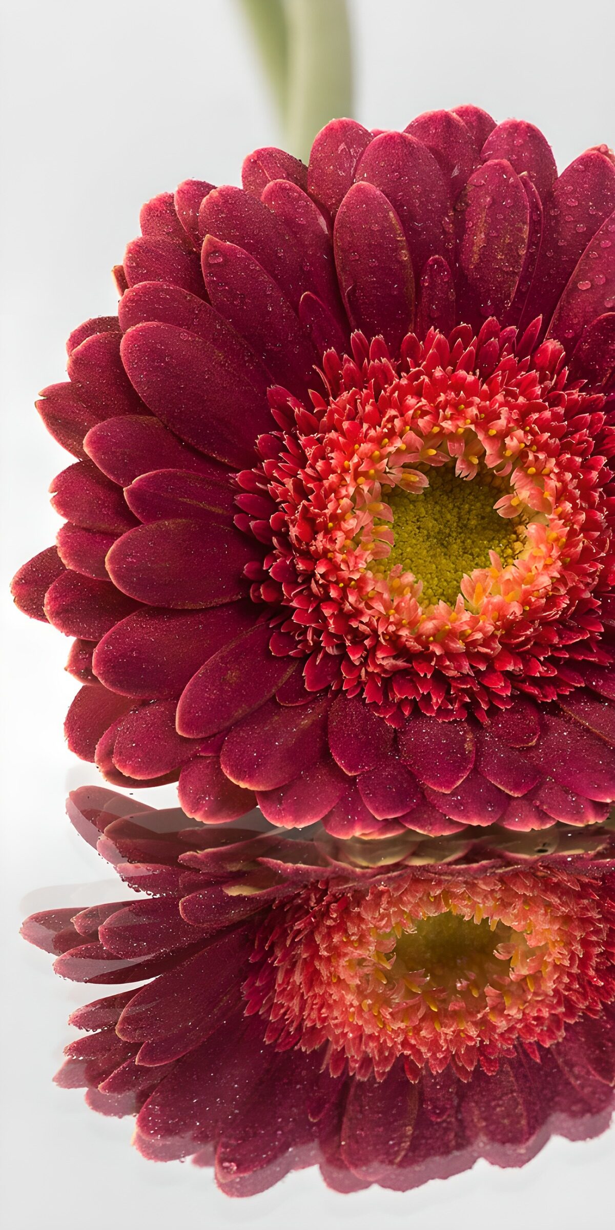 Red gerbera with a shadowy reflection