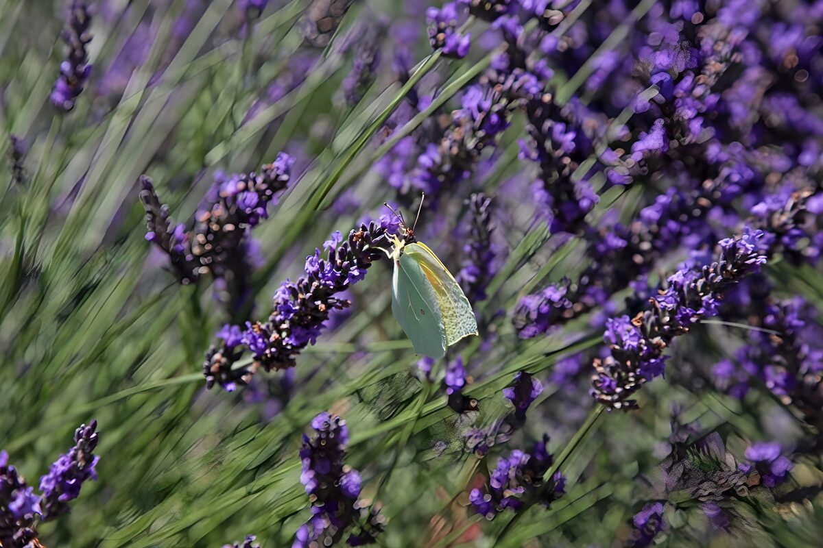 Yellow butterfly on sunlit lavender