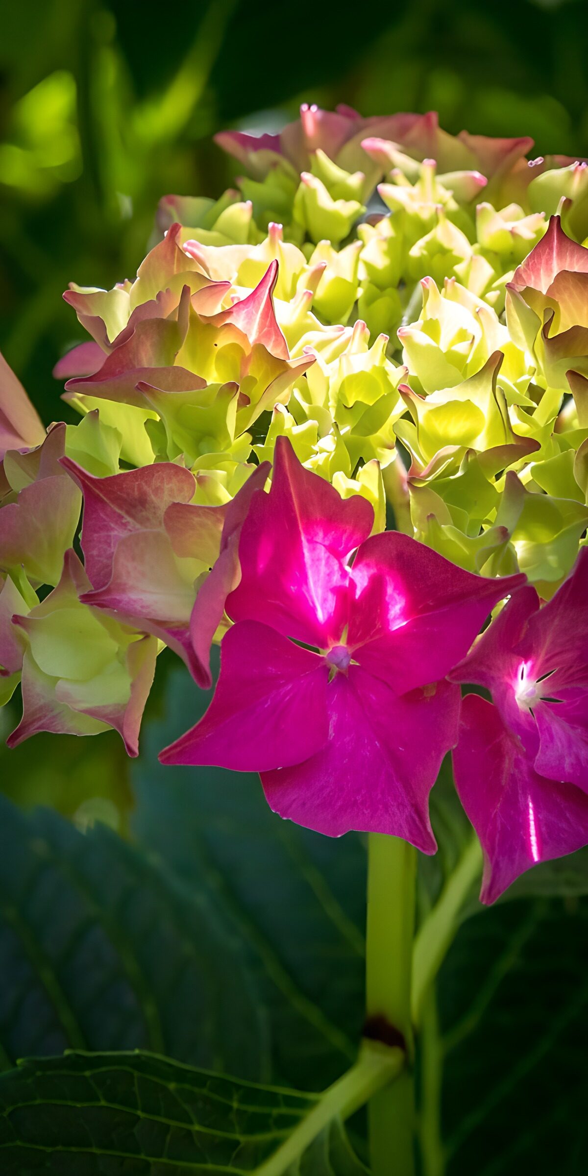 Pink and lime hydrangea in sunlight