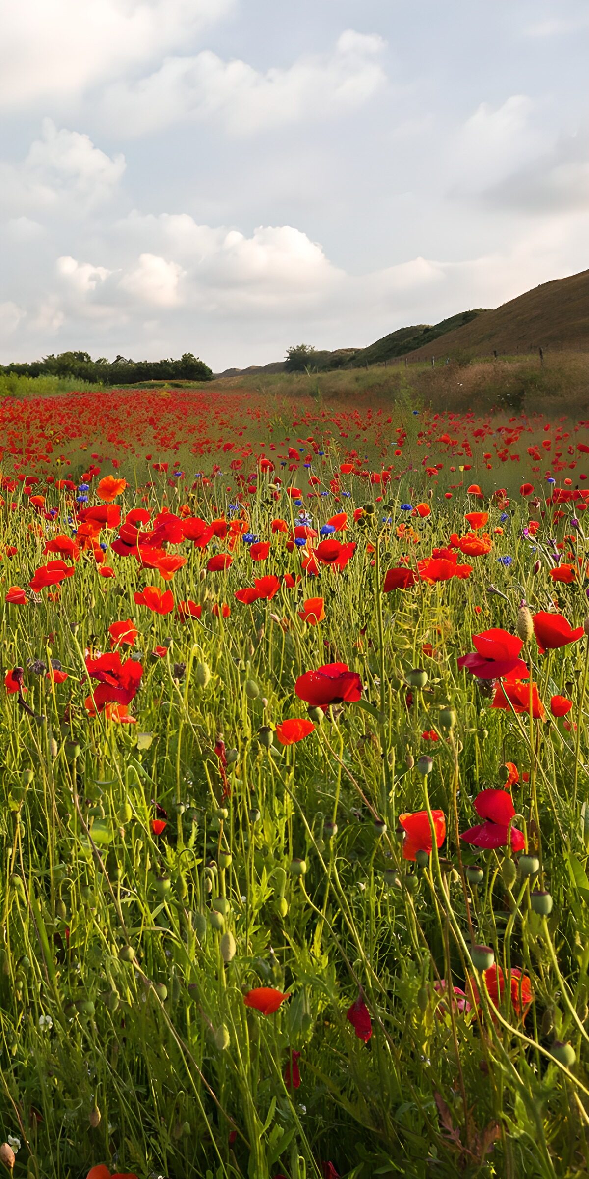 Red poppies and cornflowers in the sun
