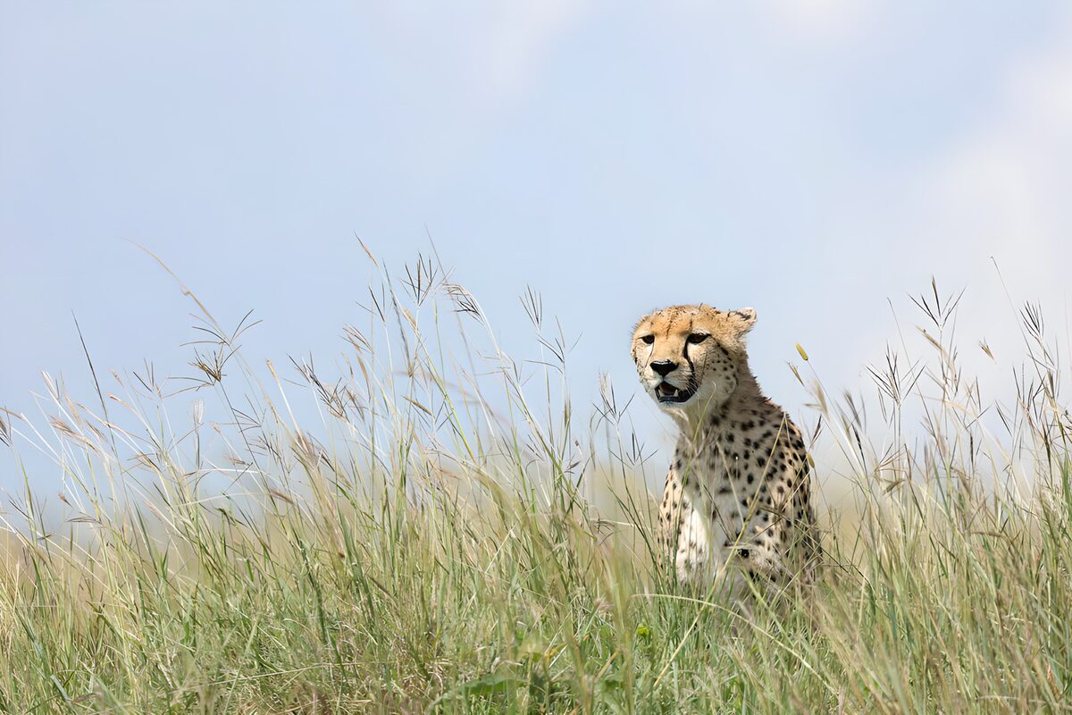 Cheetah on watch in tall grass