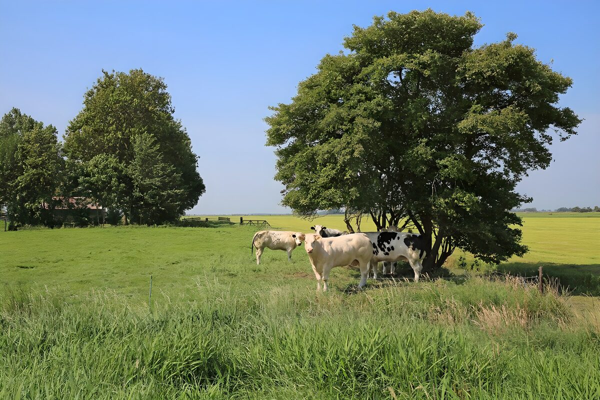 Cows beside a leafy tree in green pasture