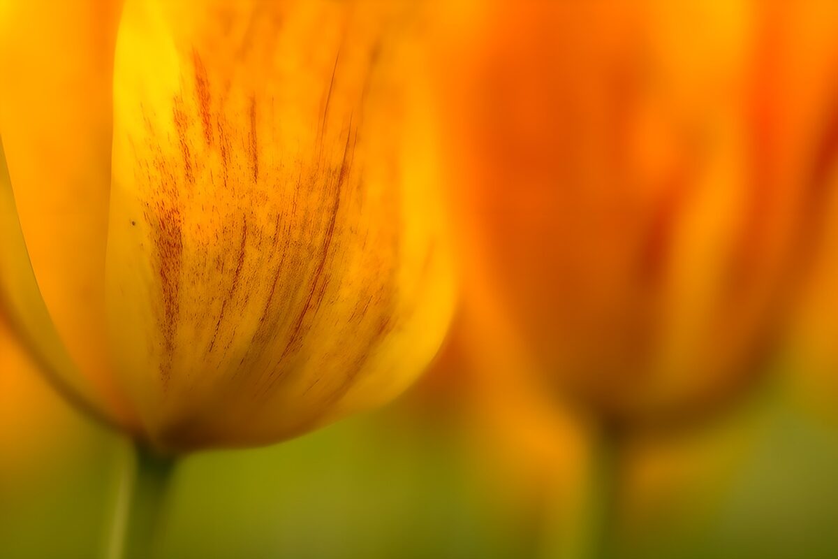 Yellow and orange tulips in soft focus