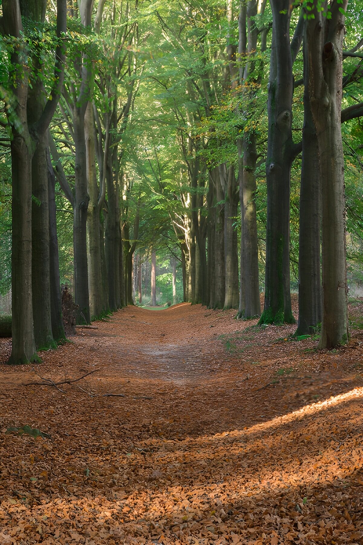 Leaf-strewn avenue in autumn light