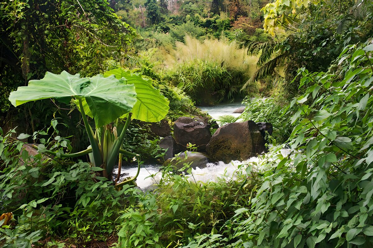 Foaming stream beneath broad green leaves