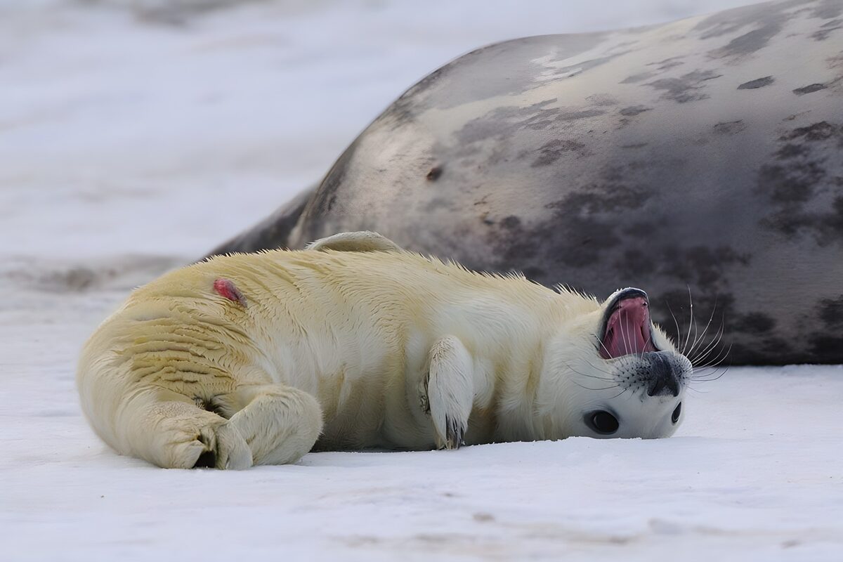 Seal pup yawning in the snow