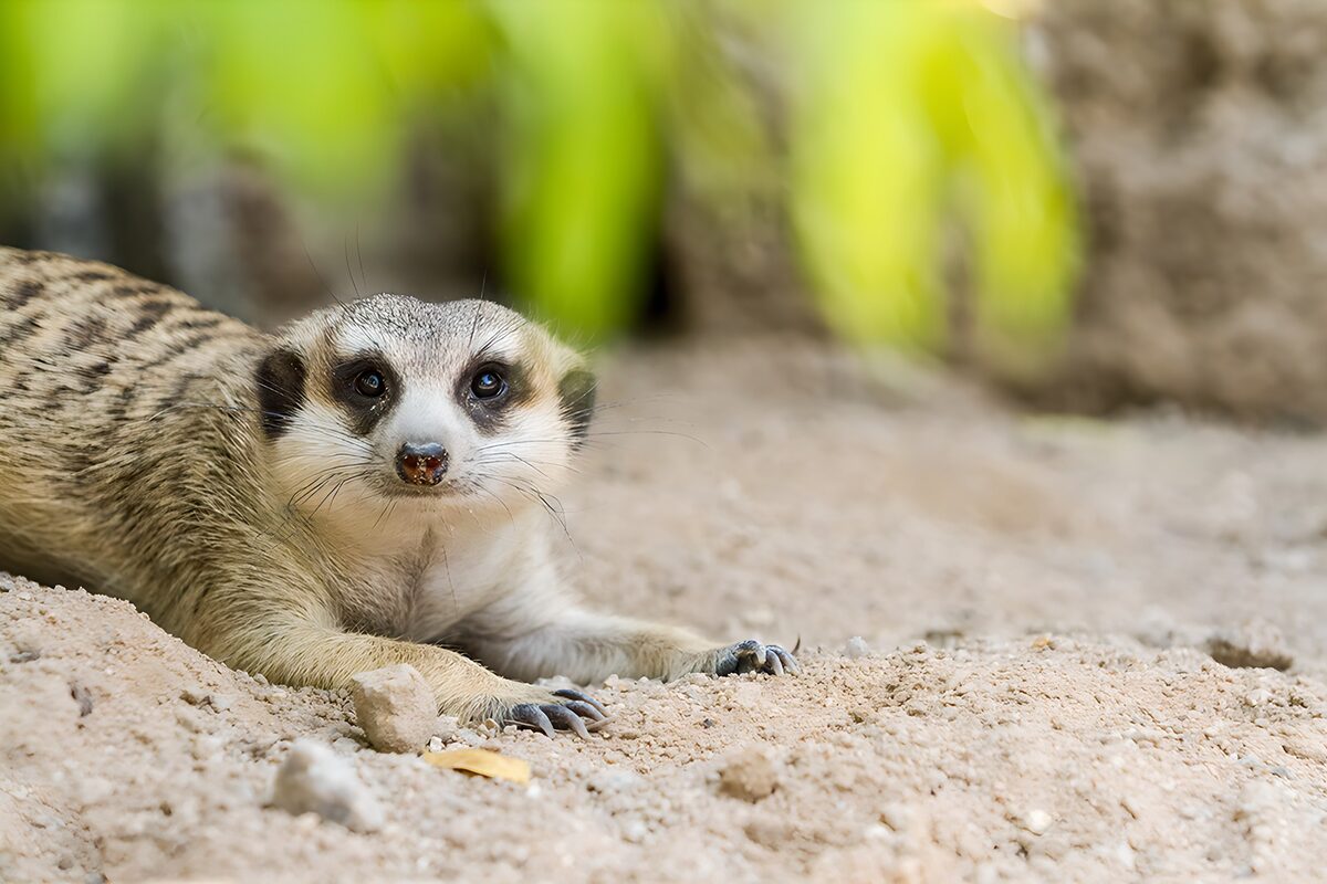 Meerkat lying low, eyes on you