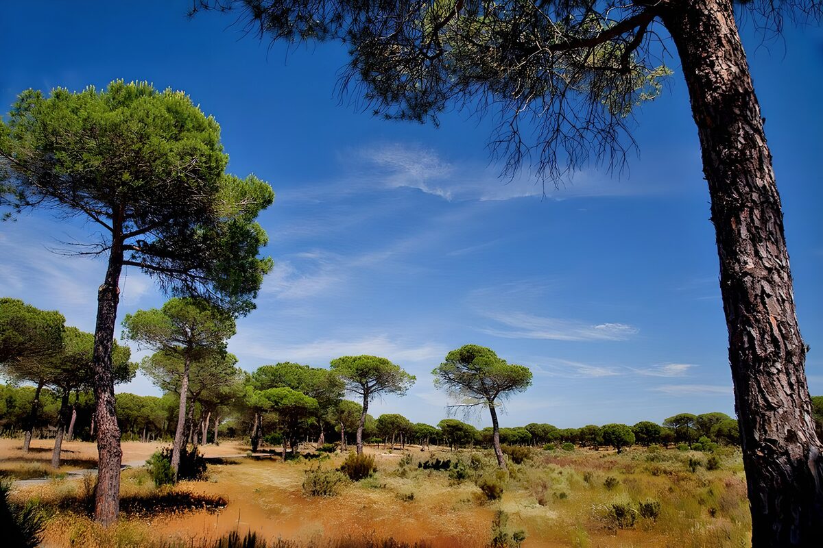 Sunlit pines beneath a deep blue sky
