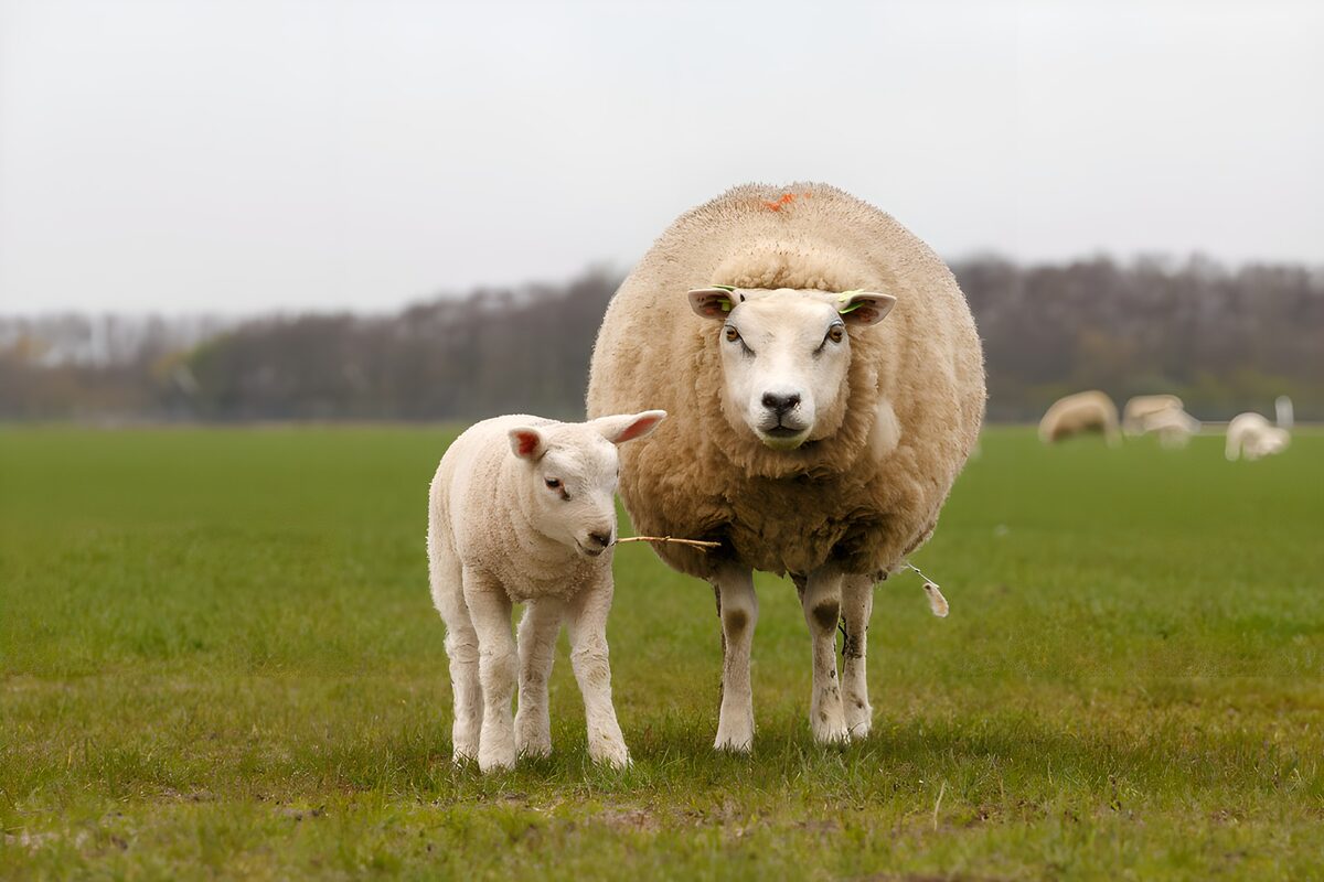 Ewe and lamb, side by side