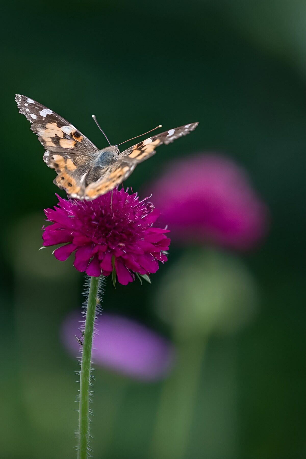 Butterfly resting on a purple flower