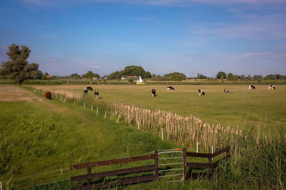 Cows in a sunlit pasture