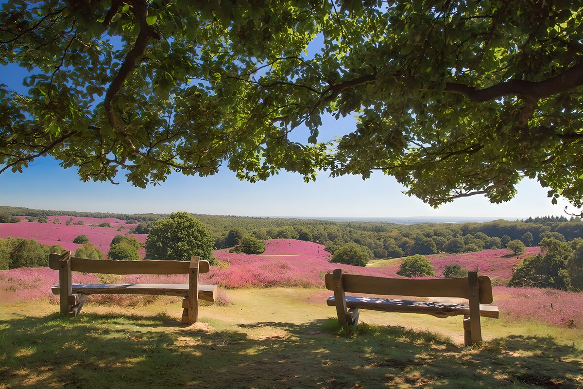 Two benches overlooking purple heather