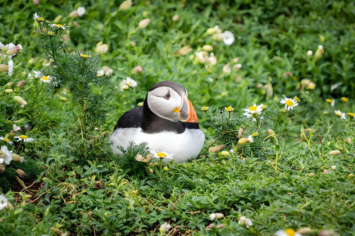 Atlantic puffin among white flowers