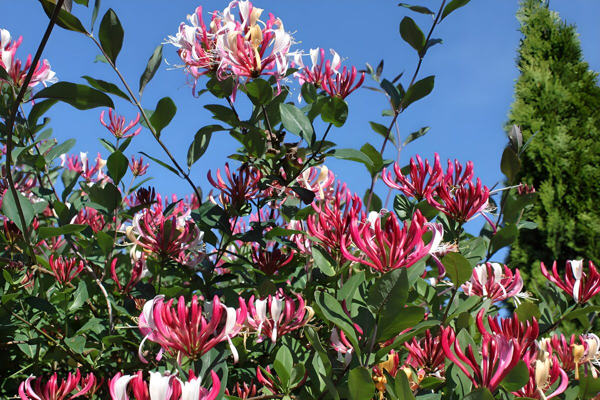 Pink and cream honeysuckle in the sun