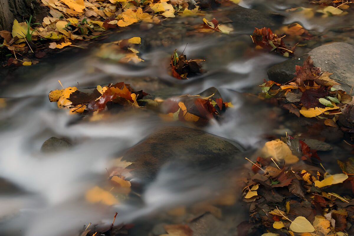 Autumn leaves and a softly flowing stream