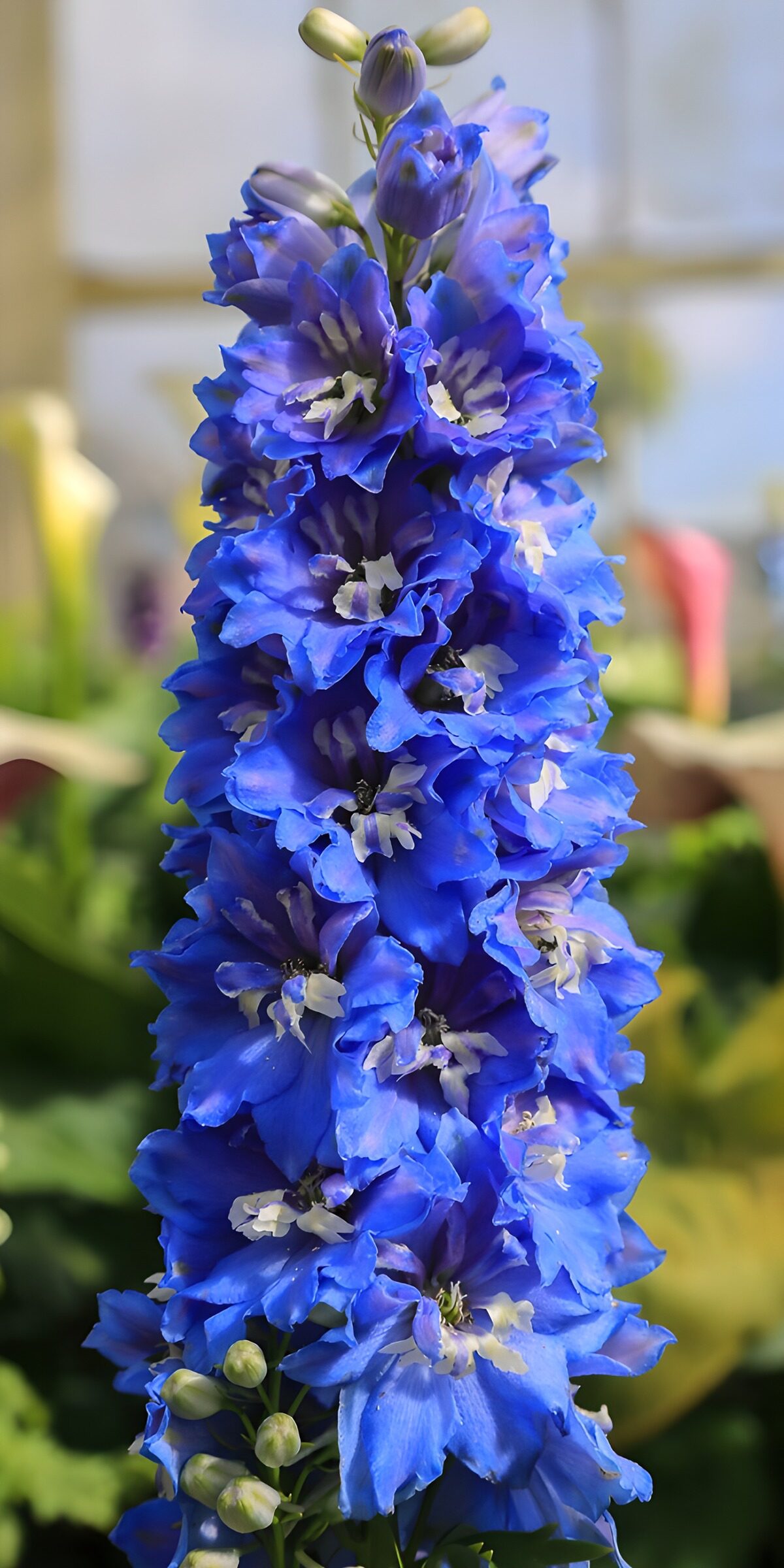 Blue delphinium standing tall
