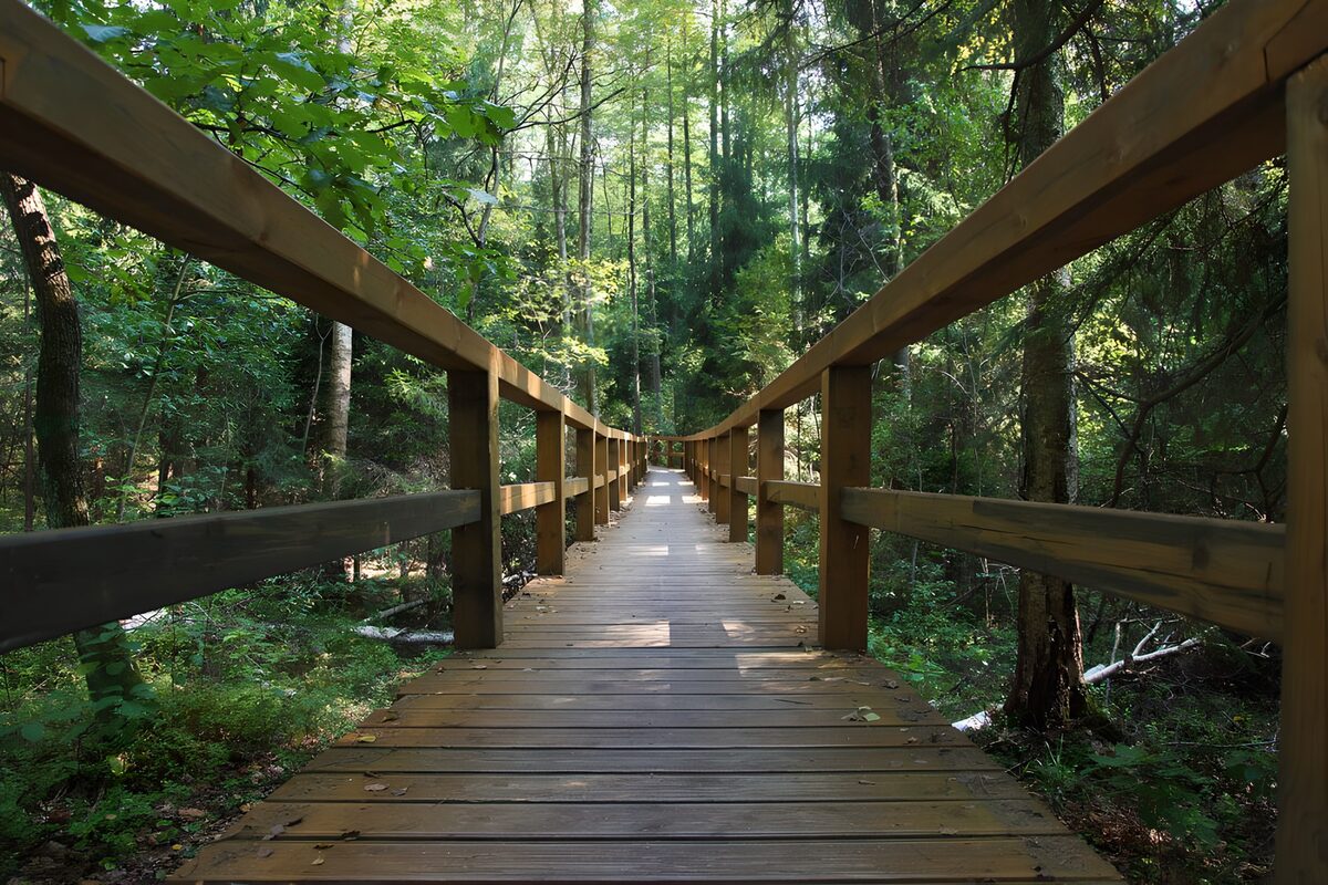 Wooden footbridge in dappled forest light