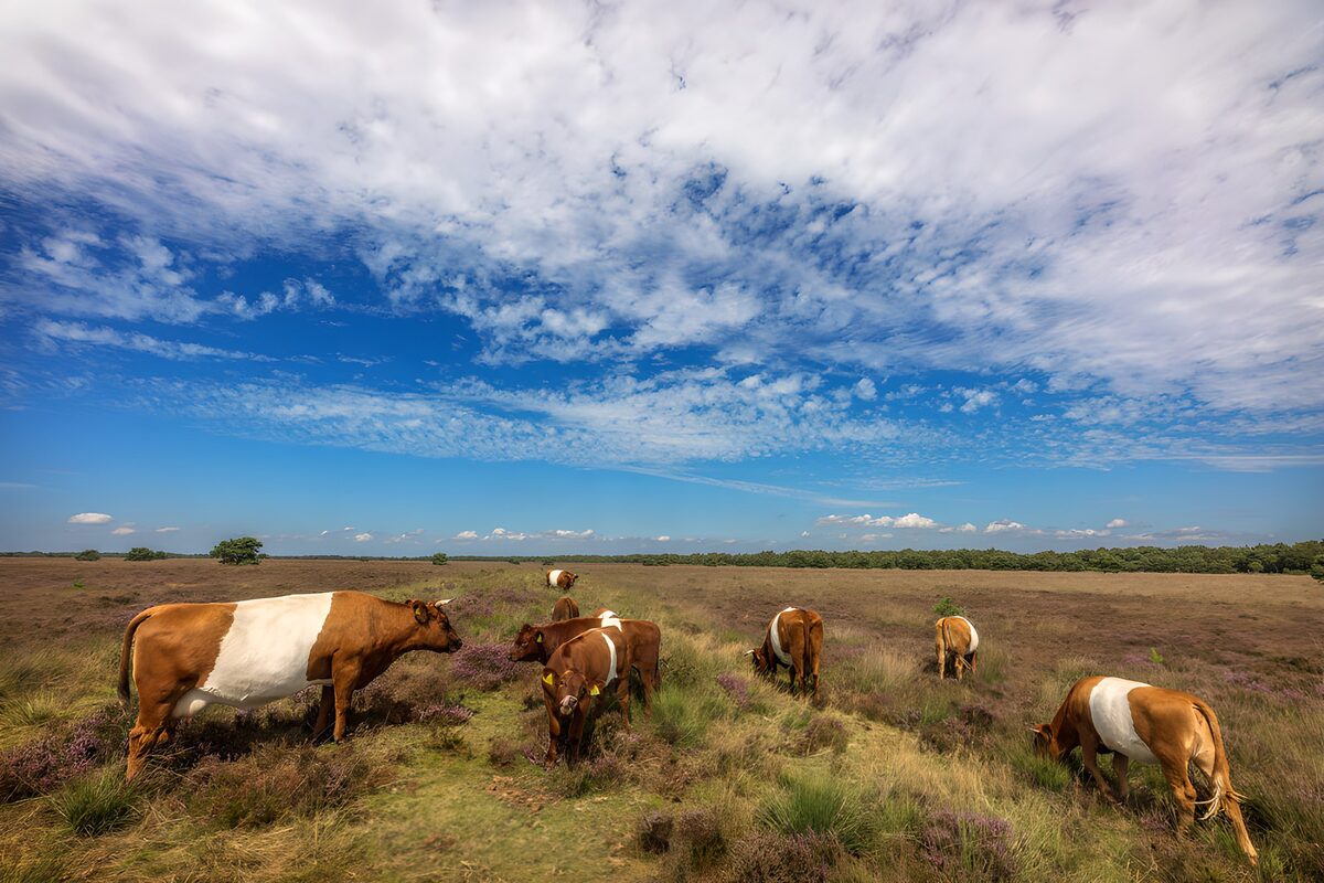 Brown and white cattle under a wide sky