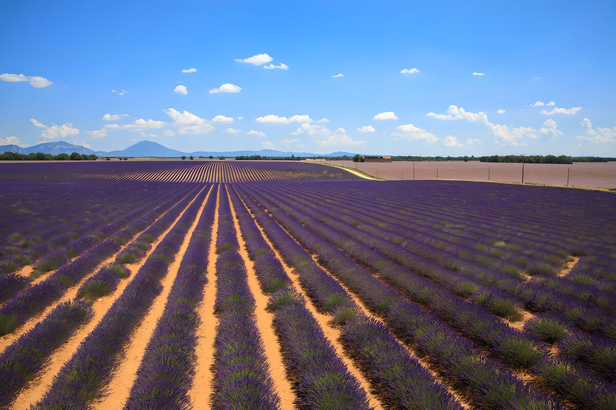 A tide of lavender beneath the blue