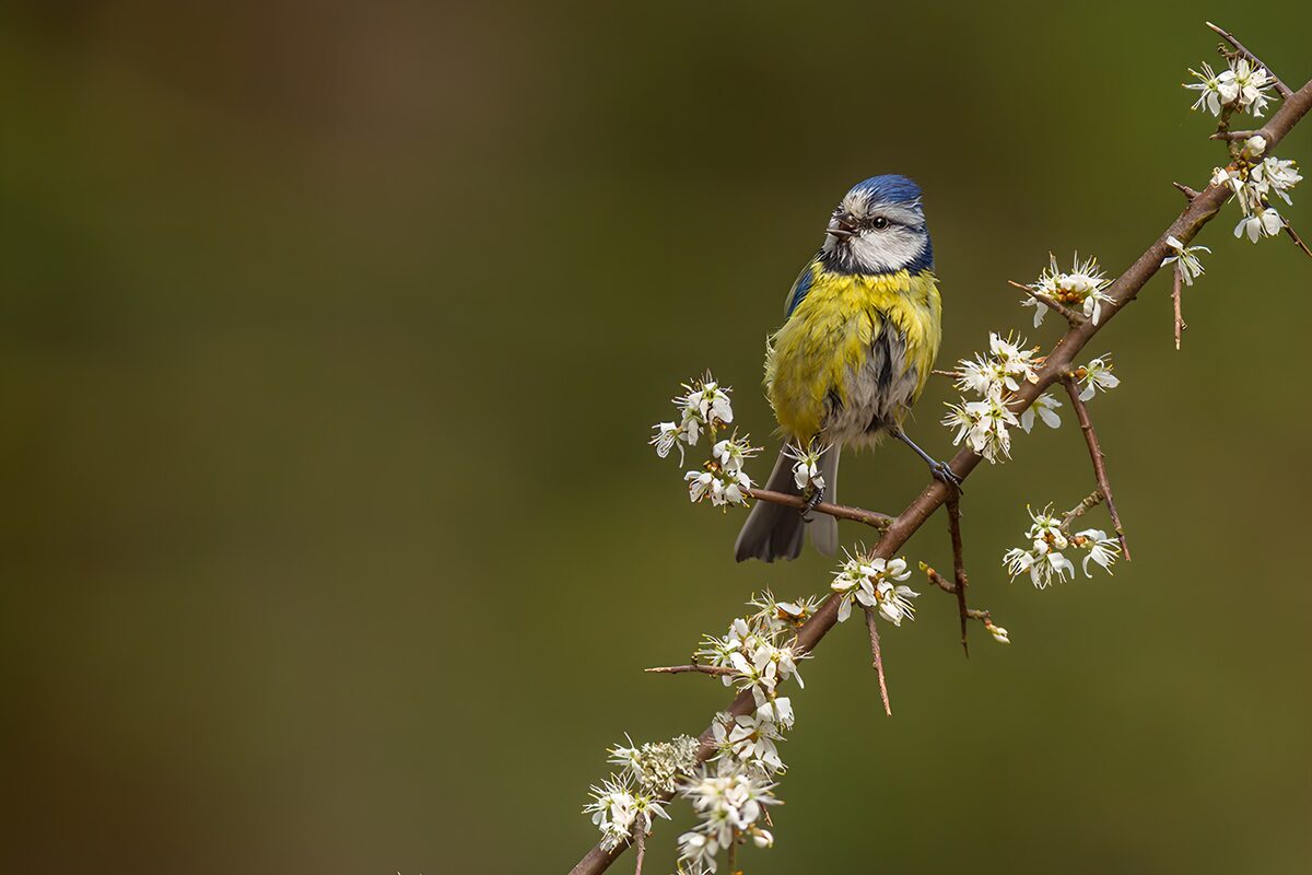 Blue tit on a spring blossom branch
