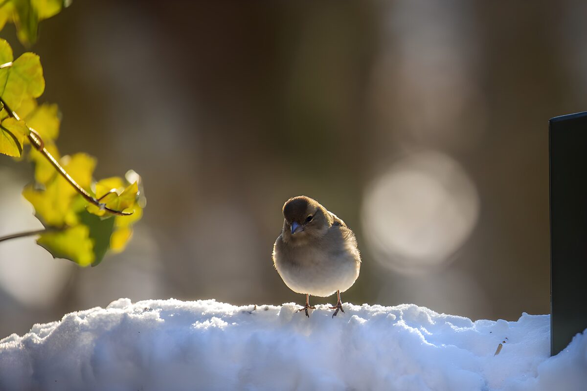 Small bird on sunlit snow