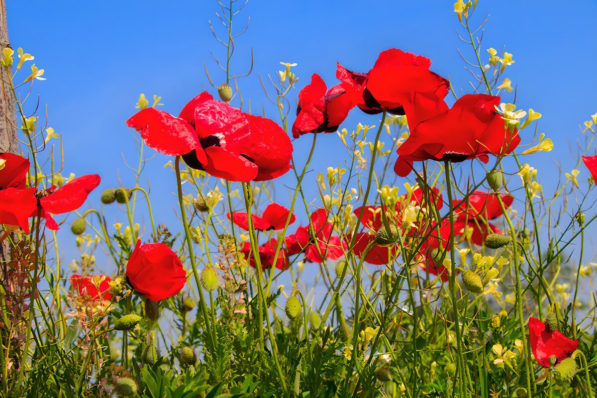 Red poppies and yellow flowers in the sun