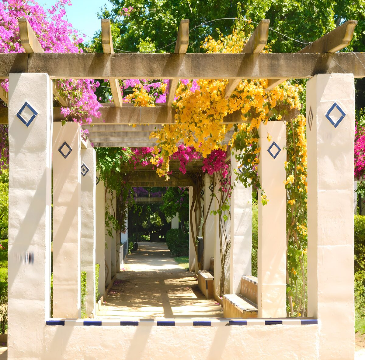 Pink and yellow blooms over a sunny pergola