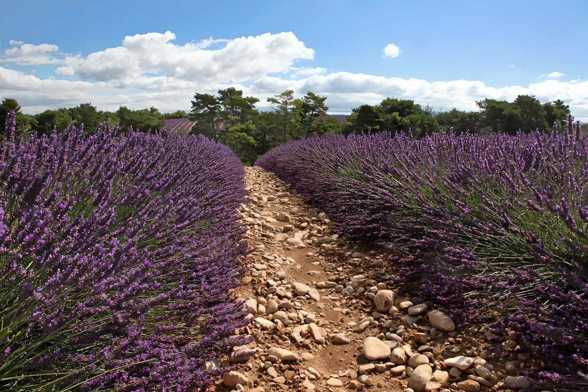 Stony path through sunlit lavender