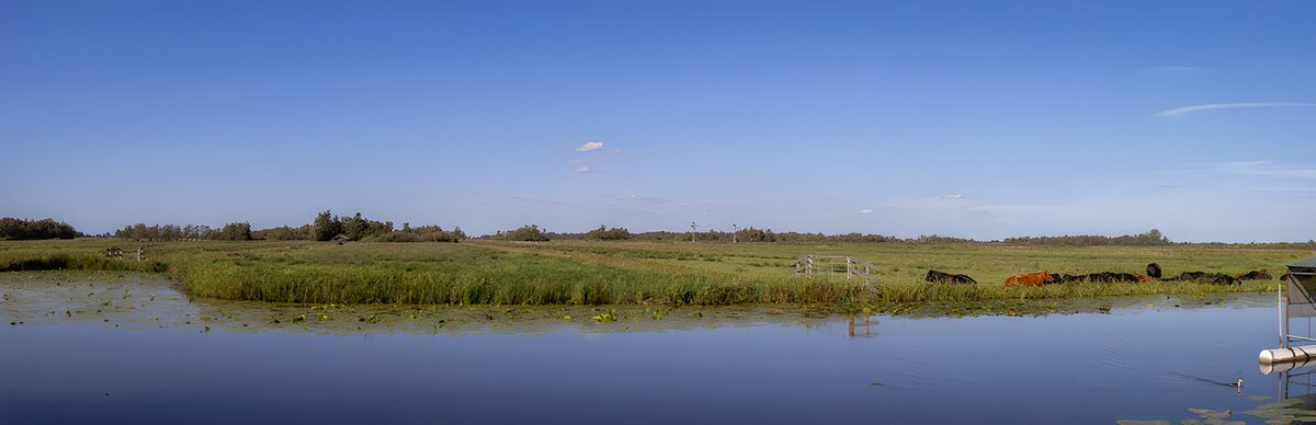 Cattle beside still water
