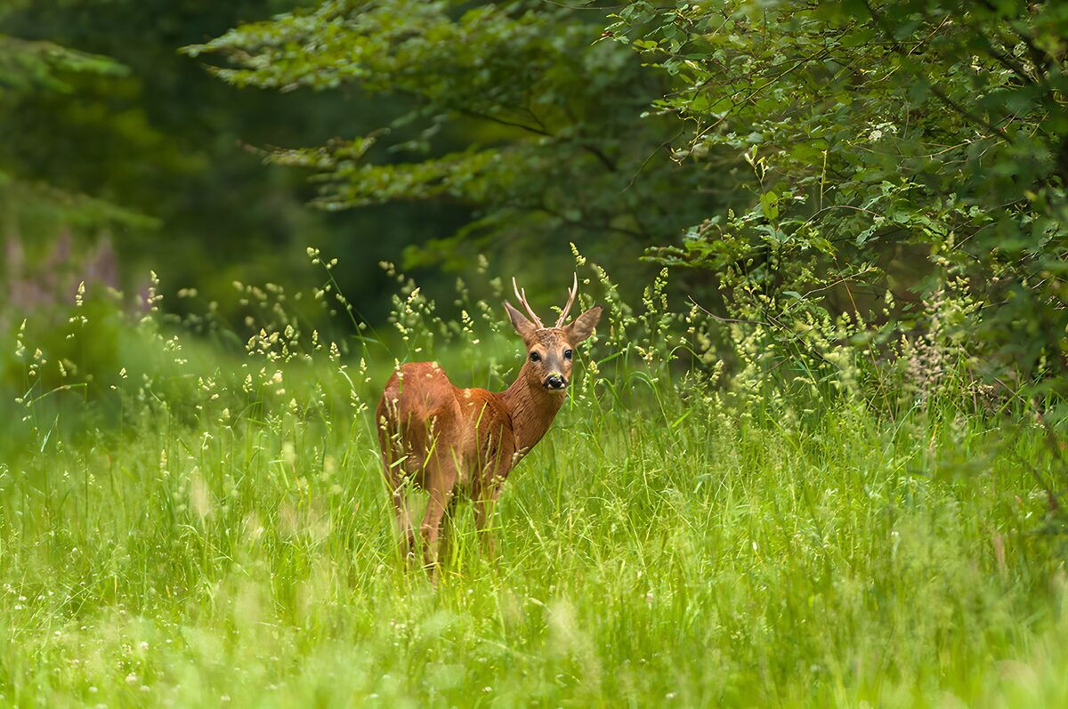 Roe deer standing alert in tall grass