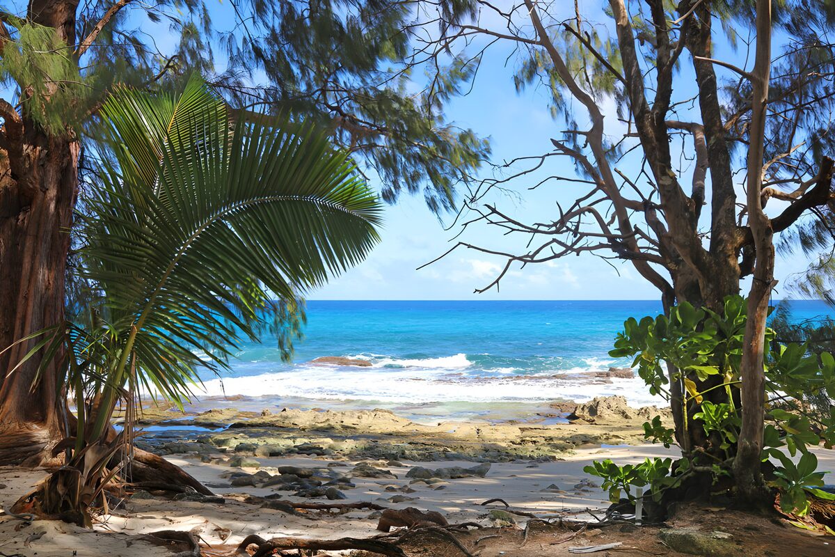 Through the trees, a ribbon of turquoise