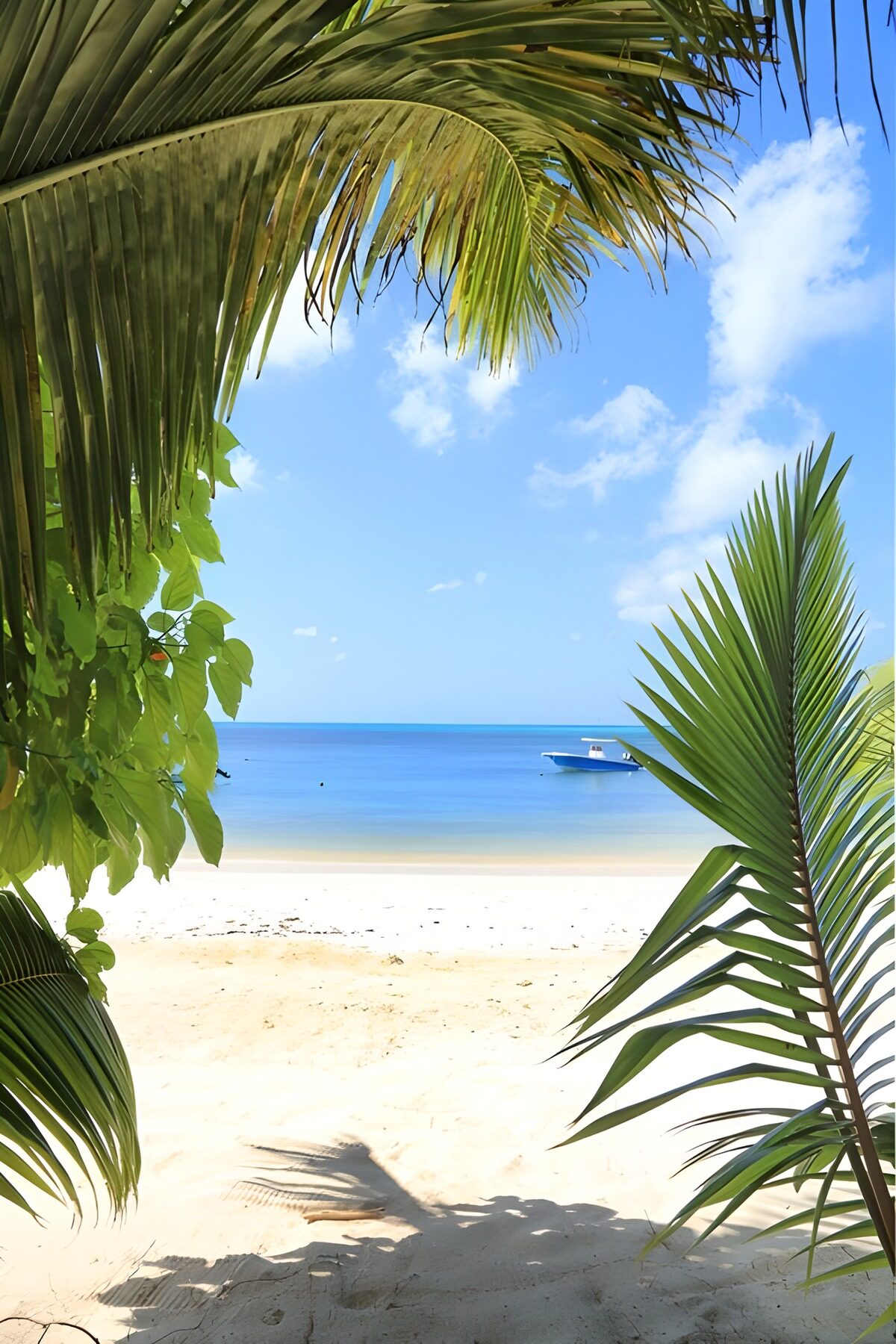 Sunlit beach framed by palms