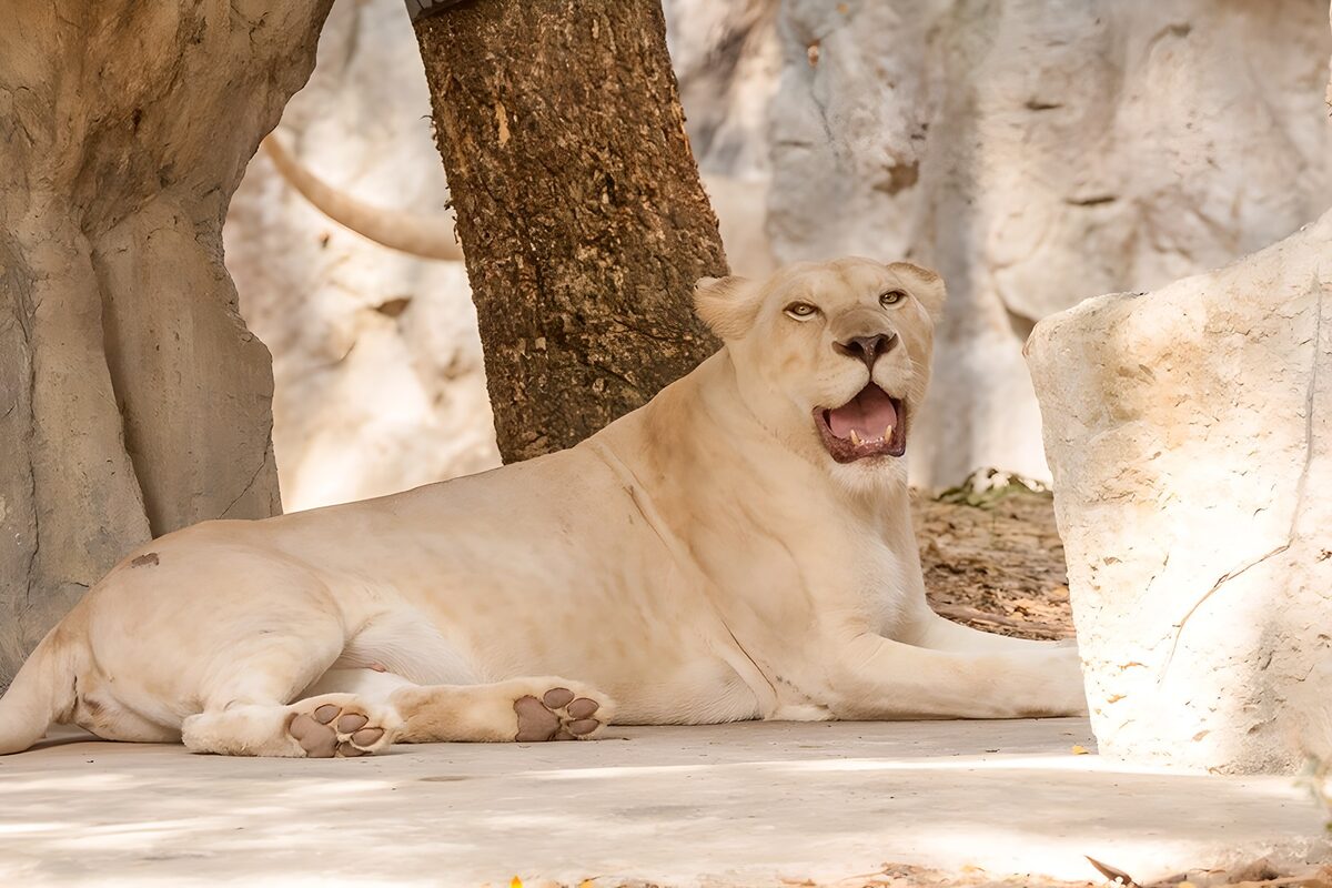 White lioness resting among pale rocks