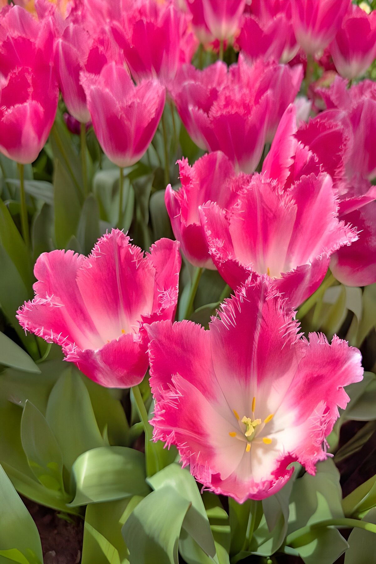 Pink fringed tulips in bright sunshine