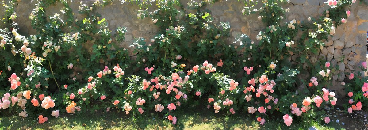 Sunlit roses across a rustic stone wall